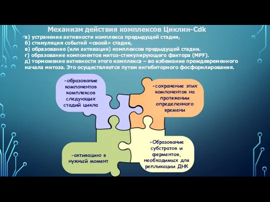 Механизм действия комплексов Циклин-Cdk а) устранение активности комплекса предыдущей стадии,