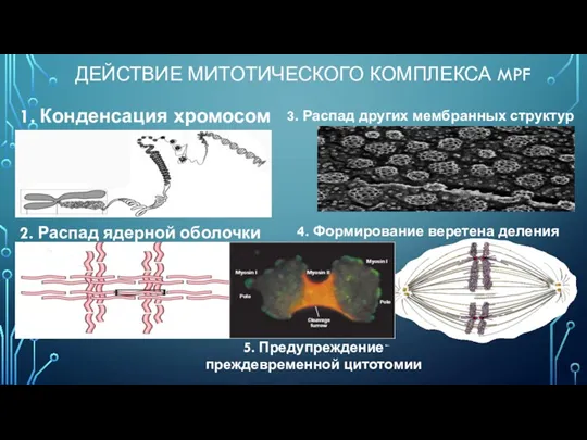 ДЕЙСТВИЕ МИТОТИЧЕСКОГО КОМПЛЕКСА MPF 1. Конденсация хромосом 2. Распад ядерной