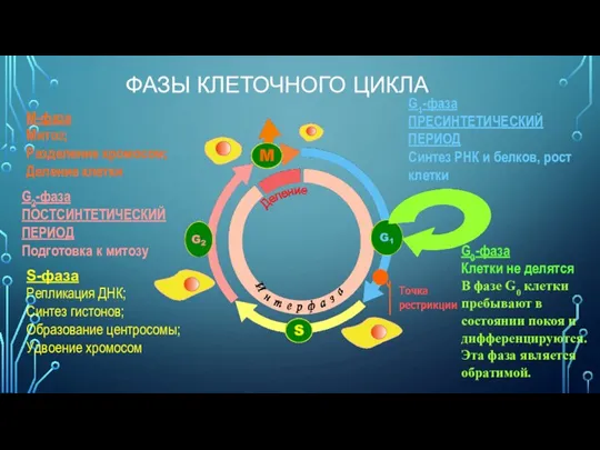 ФАЗЫ КЛЕТОЧНОГО ЦИКЛА М-фаза Митоз; Разделение хромосом; Деление клетки G2-фаза