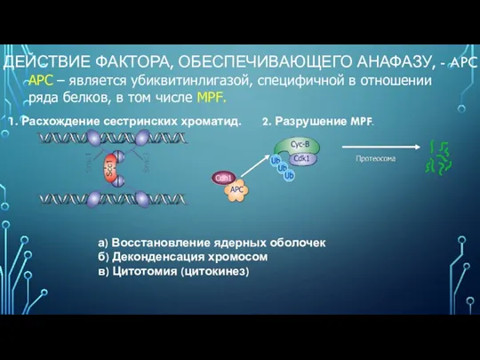 ДЕЙСТВИЕ ФАКТОРА, ОБЕСПЕЧИВАЮЩЕГО АНАФАЗУ, - APC APC – является убиквитинлигазой,