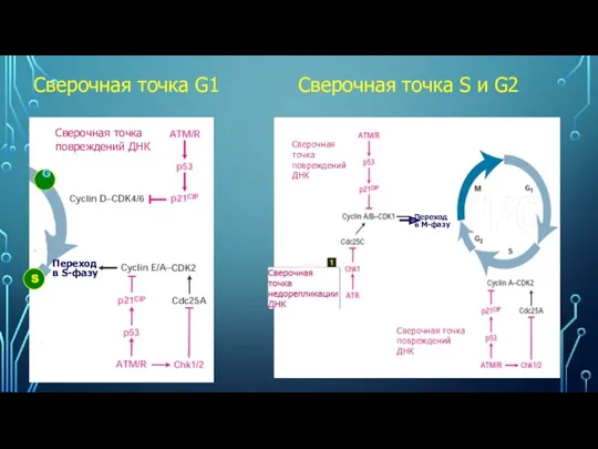 S G1 Сверочная точка повреждений ДНК Переход в S-фазу Сверочная