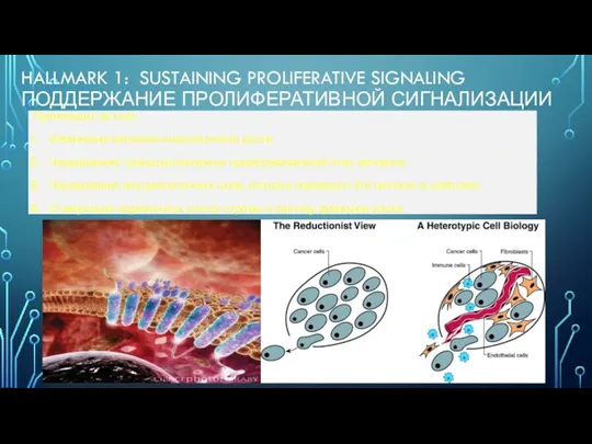 HALLMARK 1: SUSTAINING PROLIFERATIVE SIGNALING ПОДДЕРЖАНИЕ ПРОЛИФЕРАТИВНОЙ СИГНАЛИЗАЦИИ Происходит за