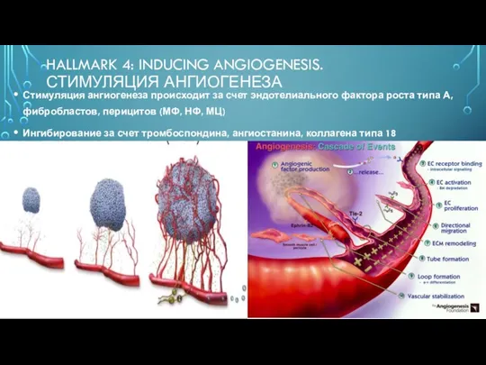 HALLMARK 4: INDUCING ANGIOGENESIS. СТИМУЛЯЦИЯ АНГИОГЕНЕЗА Стимуляция ангиогенеза происходит за