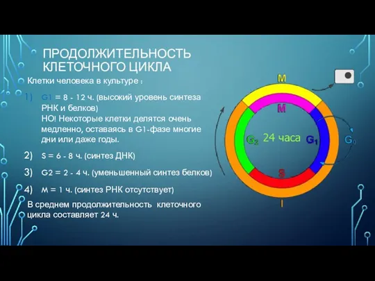 ПРОДОЛЖИТЕЛЬНОСТЬ КЛЕТОЧНОГО ЦИКЛА Клетки человека в культуре : G1 =