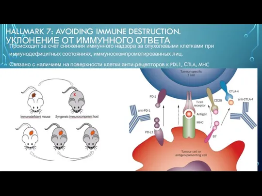 HALLMARK 7: AVOIDING IMMUNE DESTRUCTION. УКЛОНЕНИЕ ОТ ИММУННОГО ОТВЕТА Происходит