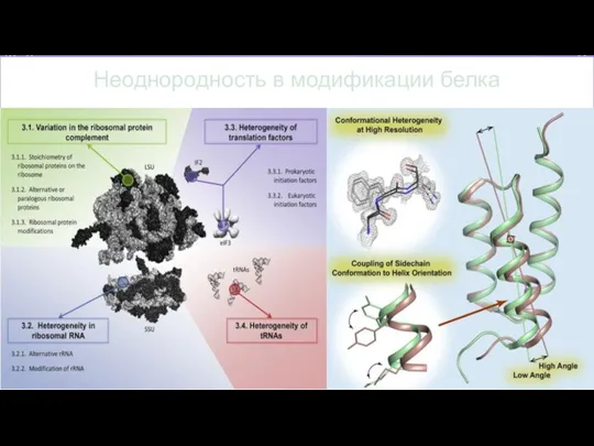 Неоднородность в модификации белка