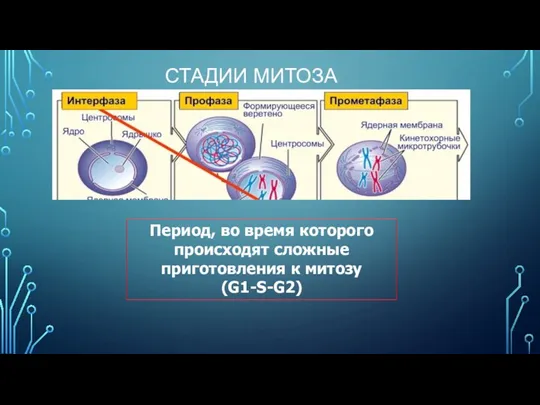 СТАДИИ МИТОЗА Период, во время которого происходят сложные приготовления к митозу (G1-S-G2)