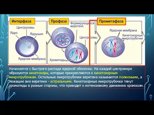 Начинается с быстрого распада ядерной оболочки. На каждой центромере образуются