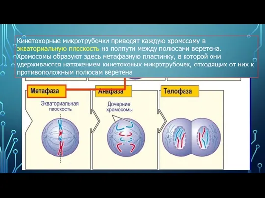 Кинетохорные микротрубочки приводят каждую хромосому в экваториальную плоскость на полпути