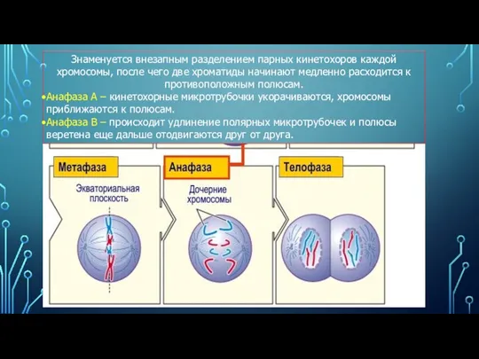 Знаменуется внезапным разделением парных кинетохоров каждой хромосомы, после чего две