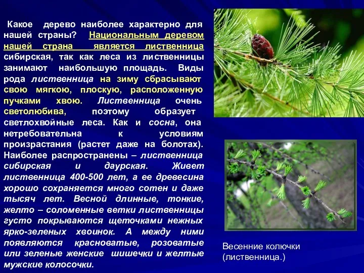 Какое дерево наиболее характерно для нашей страны? Национальным деревом нашей страна является лиственница