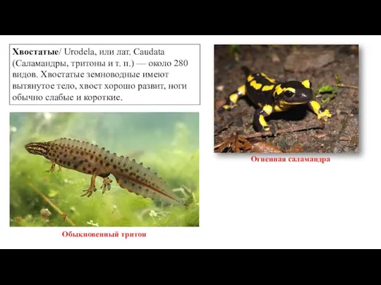 Хвостатые/ Urodela, или лат. Caudata (Саламандры, тритоны и т. п.)