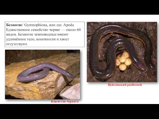 Безногие/ Gymnophiona, или лат. Apoda Единственное семейство червяг — около