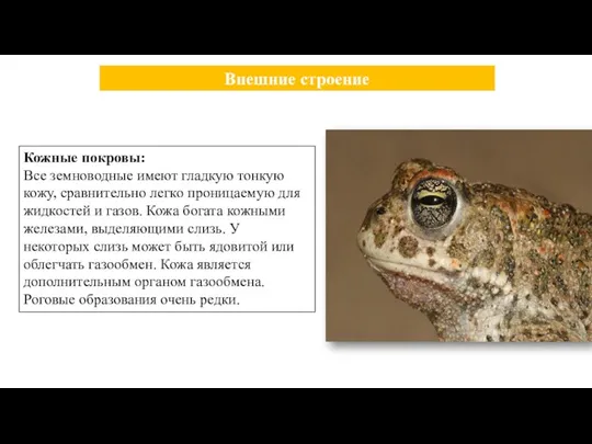 Кожные покровы: Все земноводные имеют гладкую тонкую кожу, сравнительно легко