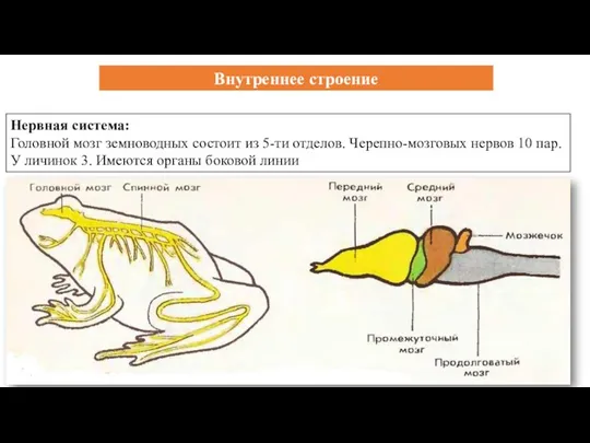 Нервная система: Головной мозг земноводных состоит из 5-ти отделов. Черепно-мозговых