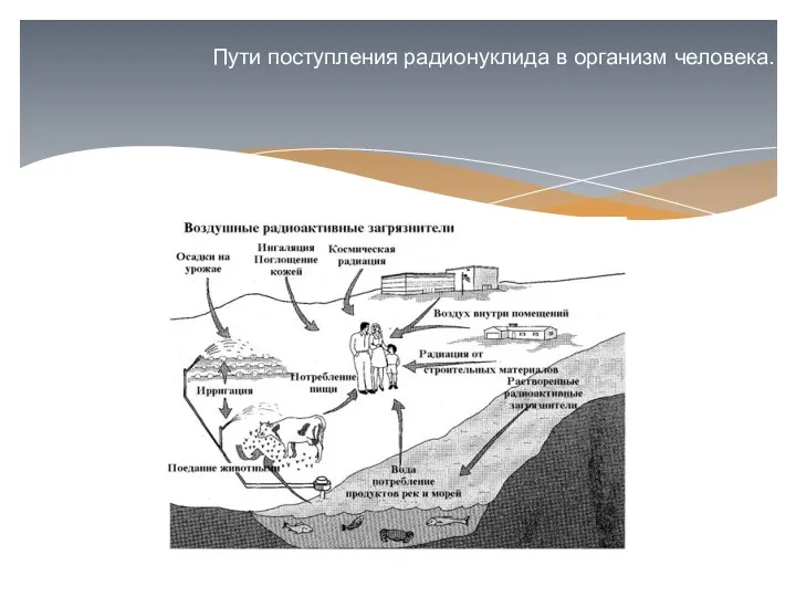 Пути поступления радионуклида в организм человека.