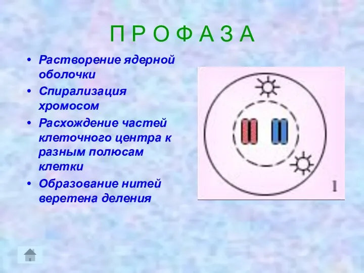 П Р О Ф А З А Растворение ядерной оболочки