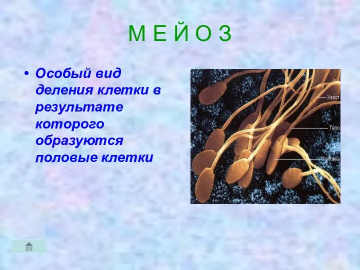 М Е Й О З Особый вид деления клетки в результате которого образуются половые клетки