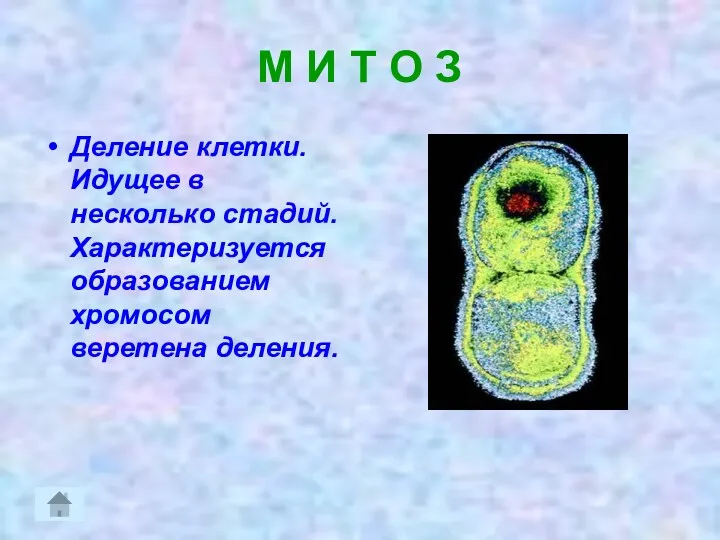 М И Т О З Деление клетки. Идущее в несколько стадий. Характеризуется образованием хромосом веретена деления.