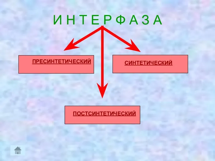 И Н Т Е Р Ф А З А ПРЕСИНТЕТИЧЕСКИЙ СИНТЕТИЧЕСКИЙ ПОСТСИНТЕТИЧЕСКИЙ