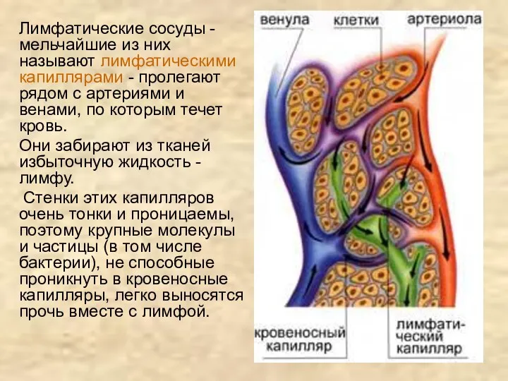 Лимфатические сосуды - мельчайшие из них называют лимфатическими капиллярами -