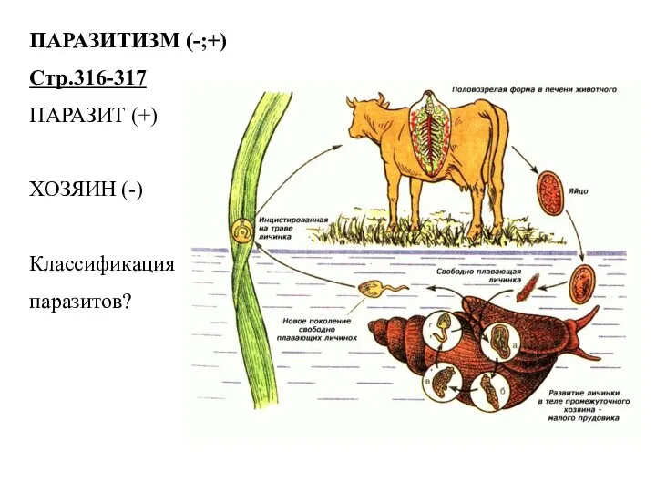 ПАРАЗИТИЗМ (-;+) Стр.316-317 ПАРАЗИТ (+) ХОЗЯИН (-) Классификация паразитов?