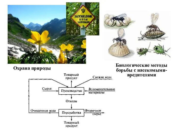 Биологические методы борьбы с насекомыми-вредителями Охрана природы