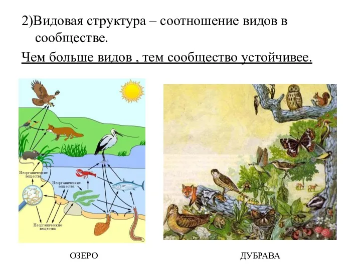 2)Видовая структура – соотношение видов в сообществе. Чем больше видов , тем сообщество устойчивее. ДУБРАВА ОЗЕРО