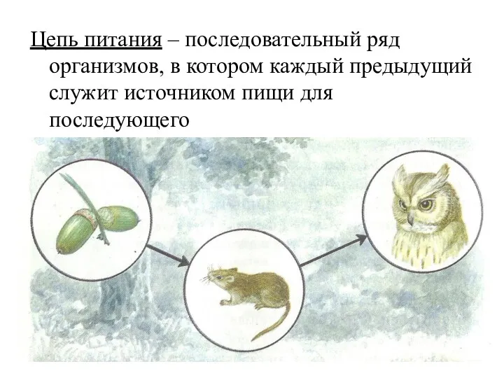 Цепь питания – последовательный ряд организмов, в котором каждый предыдущий служит источником пищи для последующего