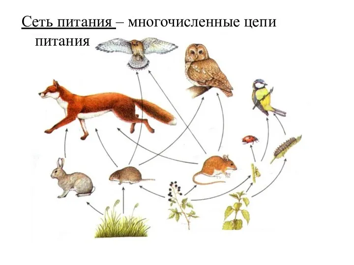 Сеть питания – многочисленные цепи питания