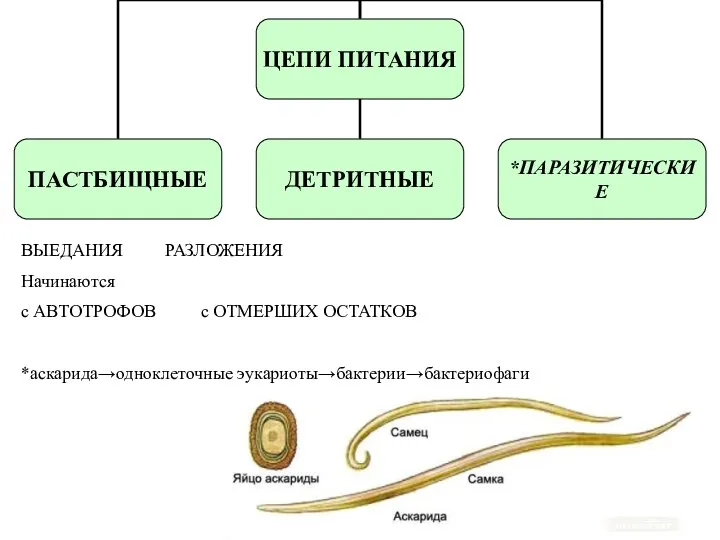 ВЫЕДАНИЯ РАЗЛОЖЕНИЯ Начинаются с АВТОТРОФОВ с ОТМЕРШИХ ОСТАТКОВ *аскарида→одноклеточные эукариоты→бактерии→бактериофаги