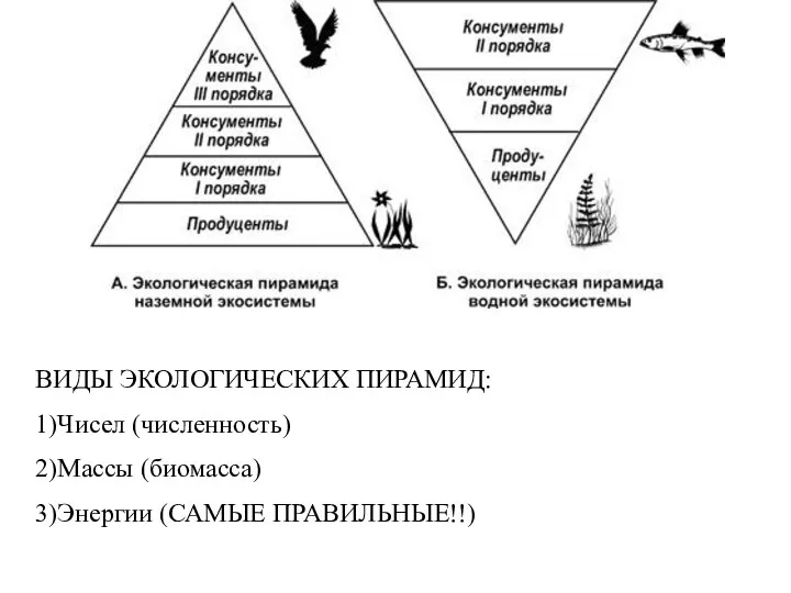 ВИДЫ ЭКОЛОГИЧЕСКИХ ПИРАМИД: 1)Чисел (численность) 2)Массы (биомасса) 3)Энергии (САМЫЕ ПРАВИЛЬНЫЕ!!)