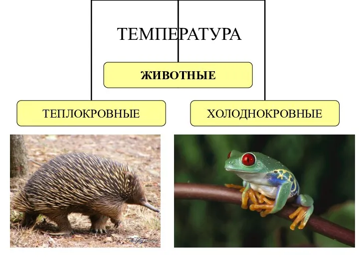 ТЕМПЕРАТУРА