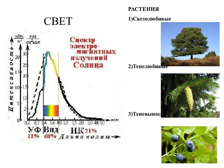 СВЕТ РАСТЕНИЯ 1)Светолюбивые 2)Тенелюбивые 3)Теневыносливые