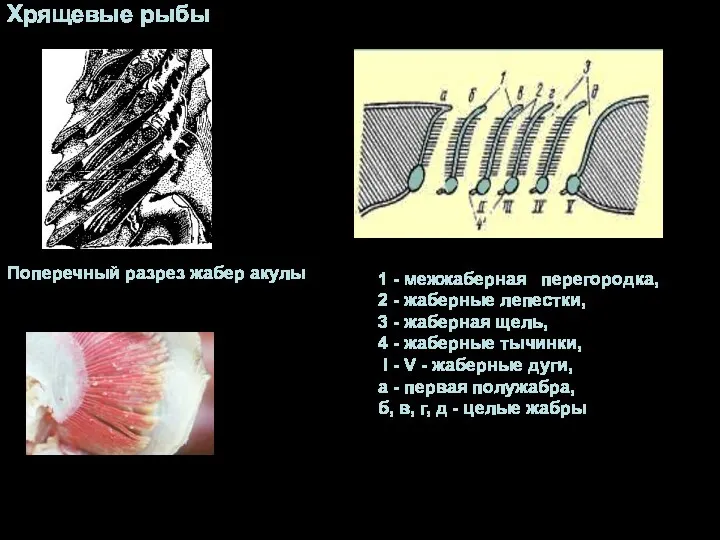 1 - межжаберная перегородка, 2 - жаберные лепестки, 3 -