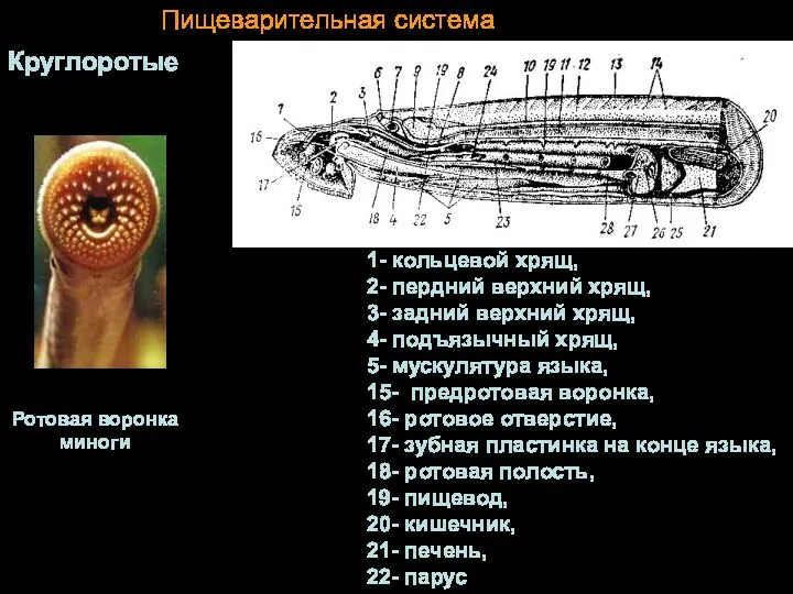 Пищеварительная система Круглоротые 1- кольцевой хрящ, 2- пердний верхний хрящ,