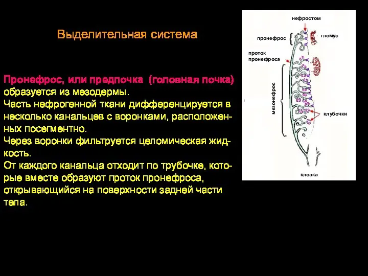 Пронефрос, или предпочка (головная почка) образуется из мезодермы. Часть нефрогенной