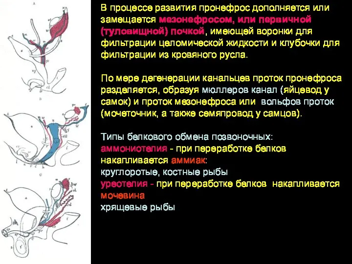 В процессе развития пронефрос дополняется или замещается мезонефросом, или первичной