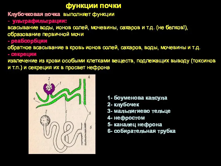 Клубочковая почка выполняет функции - ультрафильтрации: всасывание воды, ионов солей,