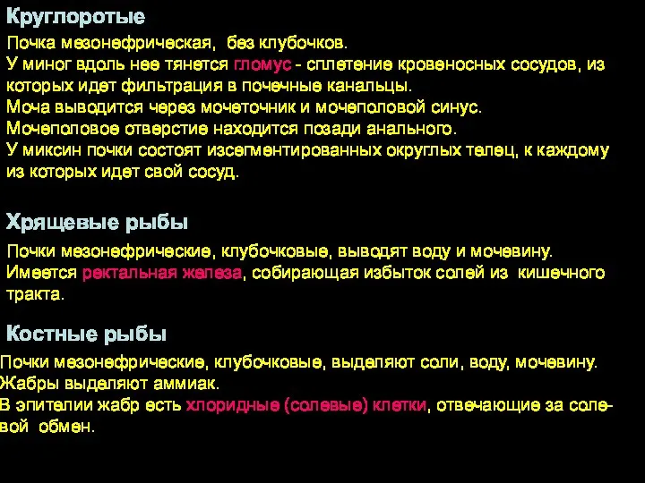 Круглоротые Хрящевые рыбы Костные рыбы Почка мезонефрическая, без клубочков. У