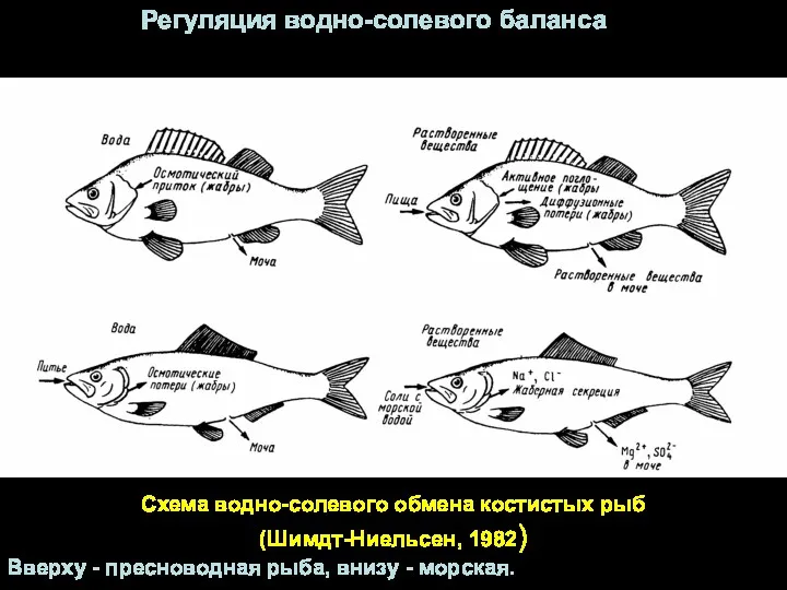 Схема водно-солевого обмена костистых рыб (Шимдт-Ниельсен, 1982) Вверху - пресноводная