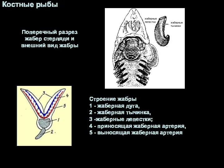 Строение жабры 1 - жаберная дуга, 2 - жаберная тычинка,