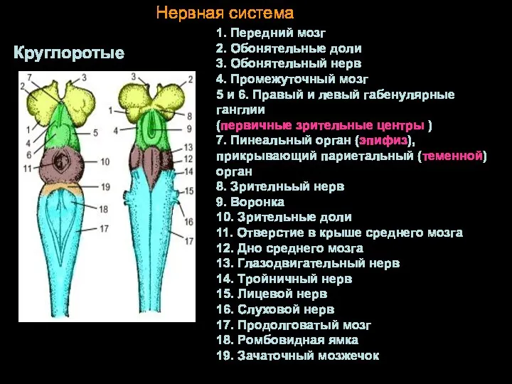 Нервная система Круглоротые 1. Передний мозг 2. Обонятельные доли 3.