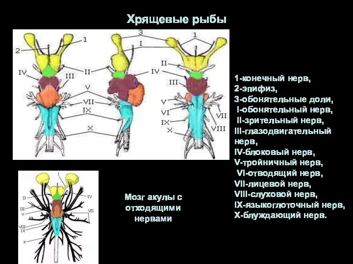 Хрящевые рыбы 1-конечный нерв, 2-эпифиз, 3-обонятельные доли, I-обонятельный нерв, II-зрительный