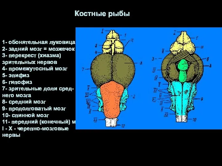 Костные рыбы 1- обонятельная луковица 2- задний мозг = мозжечок