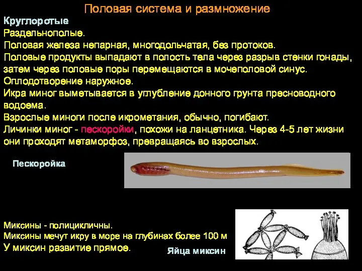 Половая система и размножение Круглоротые Раздельнополые. Половая железа непарная, многодольчатая,