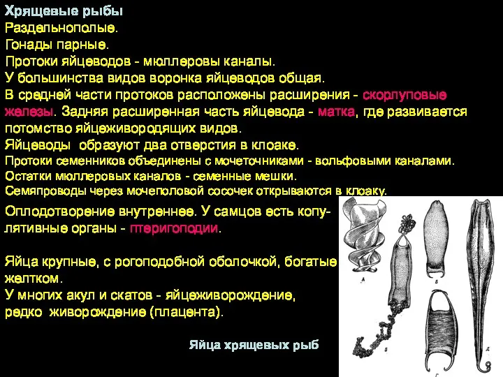 Хрящевые рыбы Раздельнополые. Гонады парные. Протоки яйцеводов - мюллеровы каналы.