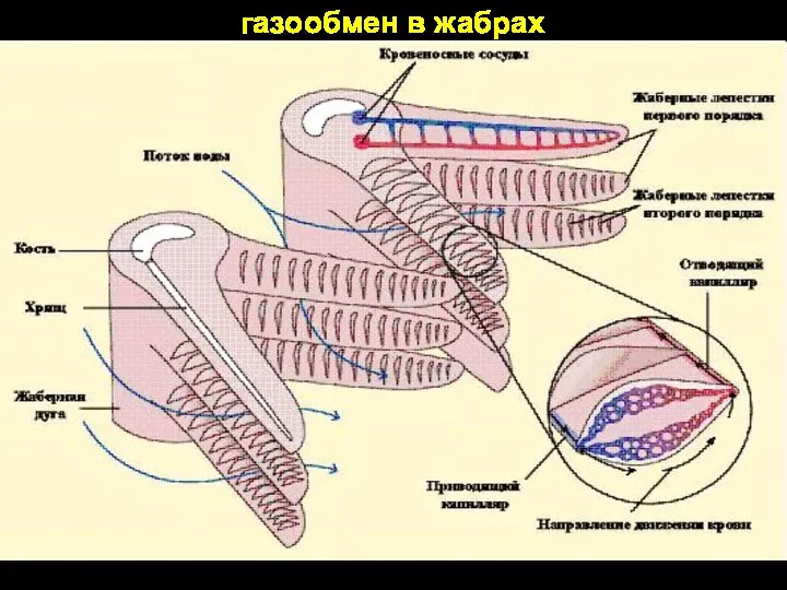 газообмен в жабрах