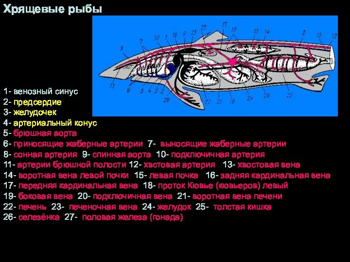 Хрящевые рыбы 1- венозный синус 2- предсердие 3- желудочек 4-