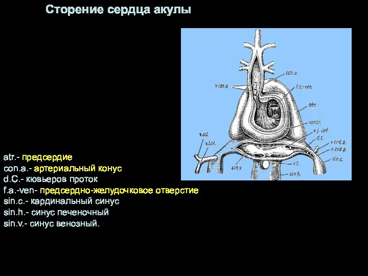 atr.- предсердие con.a.- артериальный конус d.C.- кювьеров проток f.a.-ven- предсердно-желудочковое